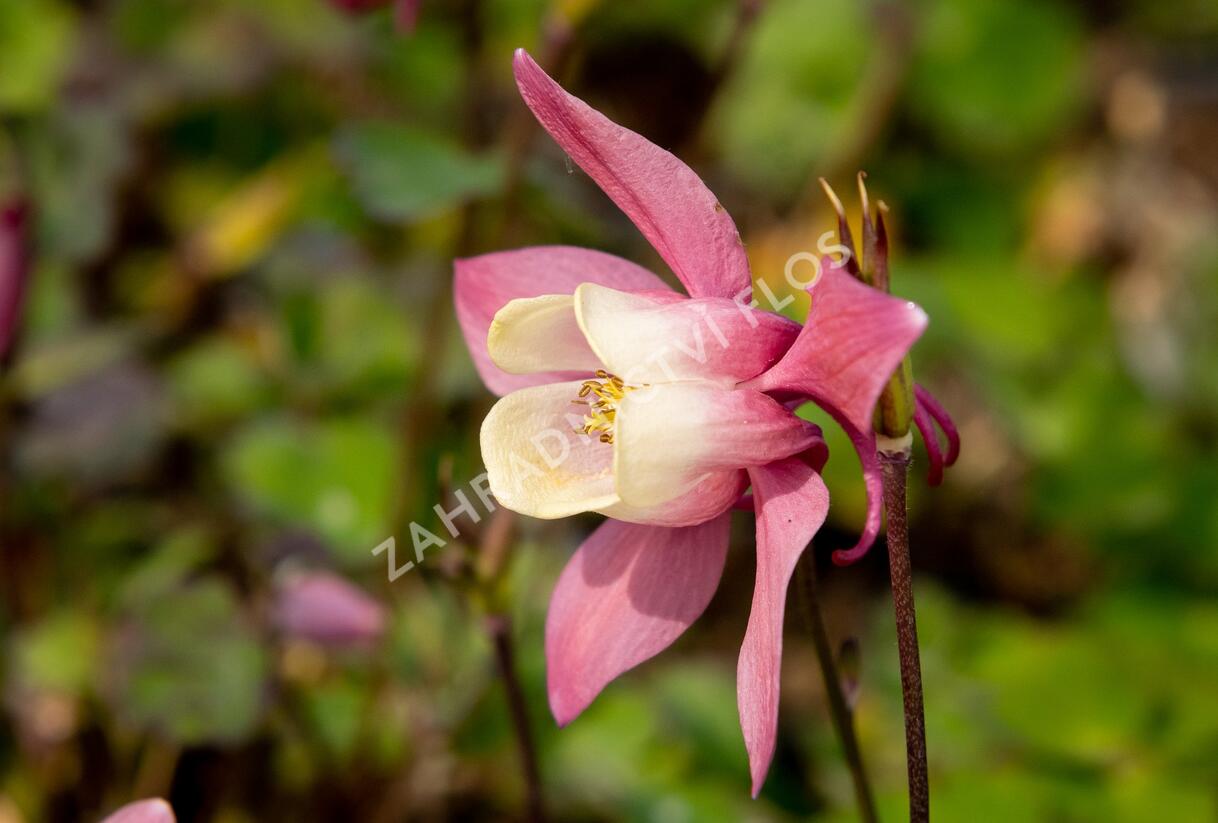 Orlíček vějířovitý 'Cameo Rose White' - Aquilegia flabellata 'Cameo Rose White'