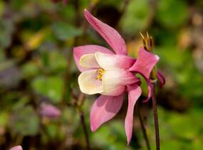 Orlíček vějířovitý 'Cameo Rose White' - Aquilegia flabellata 'Cameo Rose White'