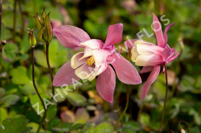 Orlíček vějířovitý 'Cameo Rose White' - Aquilegia flabellata 'Cameo Rose White'