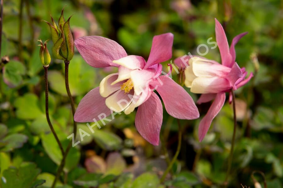 Orlíček vějířovitý 'Cameo Rose White' - Aquilegia flabellata 'Cameo Rose White'