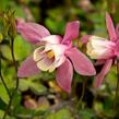 Orlíček vějířovitý 'Cameo Rose White' - Aquilegia flabellata 'Cameo Rose White'