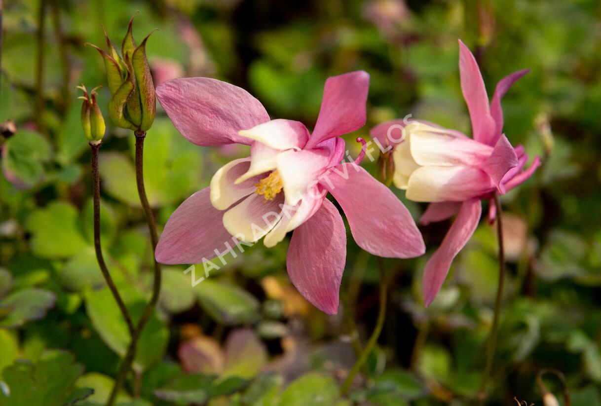 Orlíček vějířovitý 'Cameo Rose White' - Aquilegia flabellata 'Cameo Rose White'
