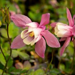 Orlíček vějířovitý 'Cameo Rose White' - Aquilegia flabellata 'Cameo Rose White'