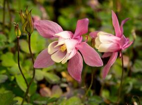 Orlíček vějířovitý 'Cameo Rose White' - Aquilegia flabellata 'Cameo Rose White'