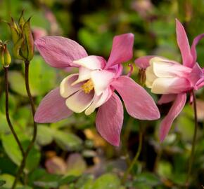 Orlíček vějířovitý 'Cameo Rose White' - Aquilegia flabellata 'Cameo Rose White'