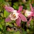 orlicek-vejirovity-cameo-rose-white.jpg