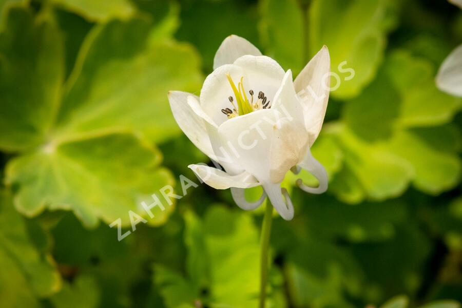 Orlíček vějířovitý 'Alba' - Aquilegia flabellata var. pumila 'Alba'