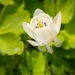 Orlíček vějířovitý 'Alba' - Aquilegia flabellata var. pumila 'Alba'