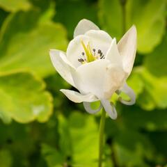 Orlíček vějířovitý 'Alba' - Aquilegia flabellata var. pumila 'Alba'