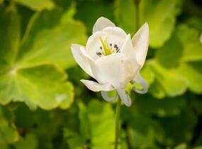 Orlíček vějířovitý 'Alba' - Aquilegia flabellata var. pumila 'Alba'