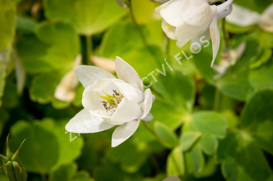 Orlíček vějířovitý 'Alba' - Aquilegia flabellata var. pumila 'Alba'