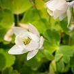 Orlíček vějířovitý 'Alba' - Aquilegia flabellata var. pumila 'Alba'