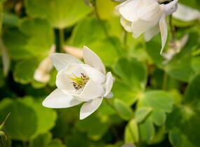 Orlíček vějířovitý 'Alba' - Aquilegia flabellata var. pumila 'Alba'