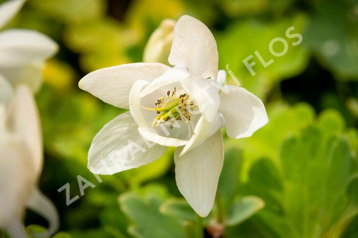Orlíček vějířovitý 'Alba' - Aquilegia flabellata var. pumila 'Alba'