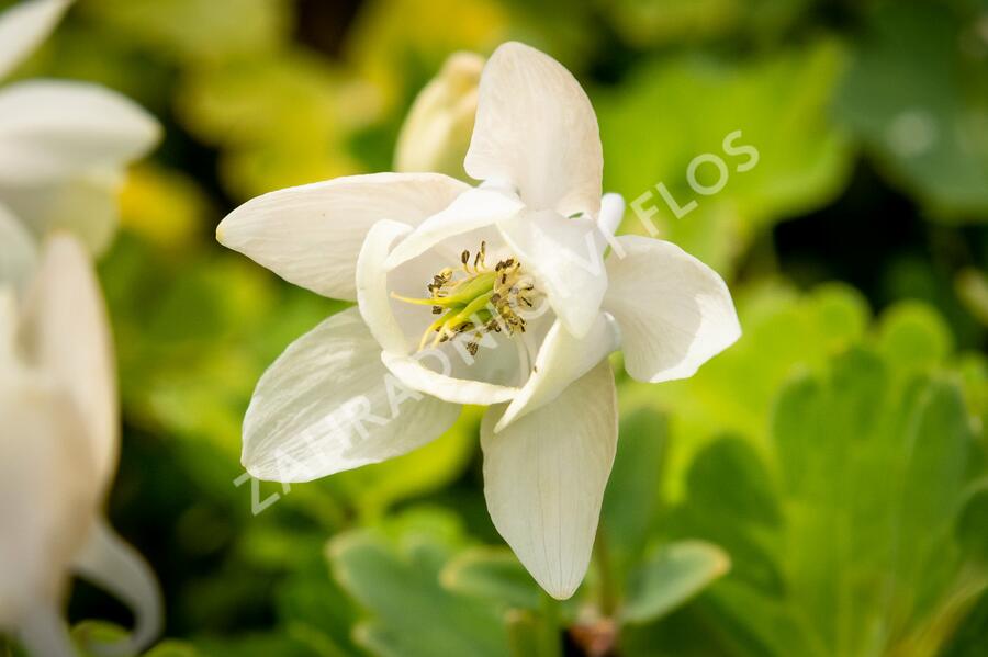 Orlíček vějířovitý 'Alba' - Aquilegia flabellata var. pumila 'Alba'