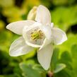 Orlíček vějířovitý 'Alba' - Aquilegia flabellata var. pumila 'Alba'