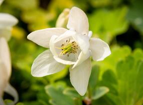 Orlíček vějířovitý 'Alba' - Aquilegia flabellata var. pumila 'Alba'