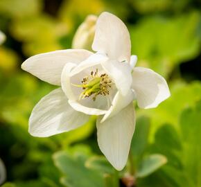 Orlíček vějířovitý 'Alba' - Aquilegia flabellata var. pumila 'Alba'
