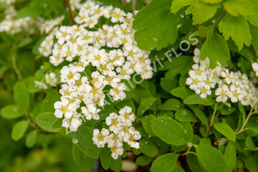 Tavolník nipponský 'Halward's Silver' - Spiraea nipponica 'Halward's Silver'