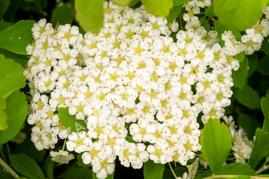 Tavolník nipponský 'Halward's Silver' - Spiraea nipponica 'Halward's Silver'