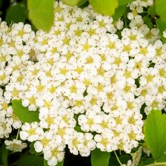 Tavolník nipponský 'Halward's Silver' - Spiraea nipponica 'Halward's Silver'
