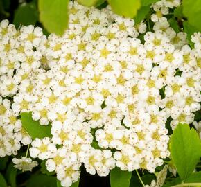 Tavolník nipponský 'Halward's Silver' - Spiraea nipponica 'Halward's Silver'