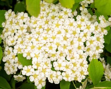 Tavolník nipponský 'Halward's Silver'