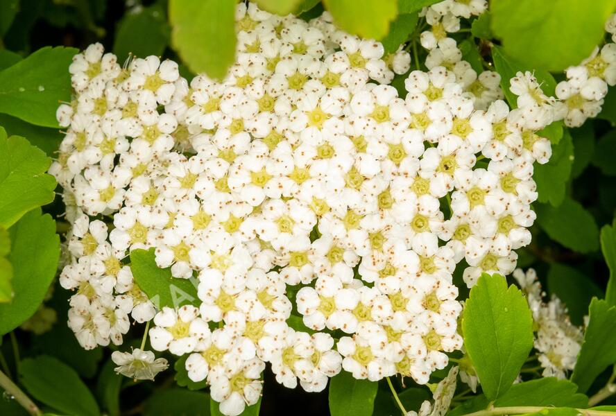 Tavolník nipponský 'Halward's Silver' - Spiraea nipponica 'Halward's Silver'