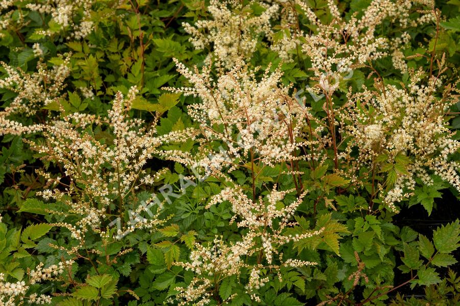 Udatna 'Misty Lace' - Aruncus 'Misty Lace'