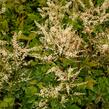 Udatna 'Misty Lace' - Aruncus 'Misty Lace'