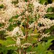 Udatna 'Misty Lace' - Aruncus hybrida 'Misty Lace'