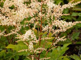 Udatna 'Misty Lace' - Aruncus hybrida 'Misty Lace'
