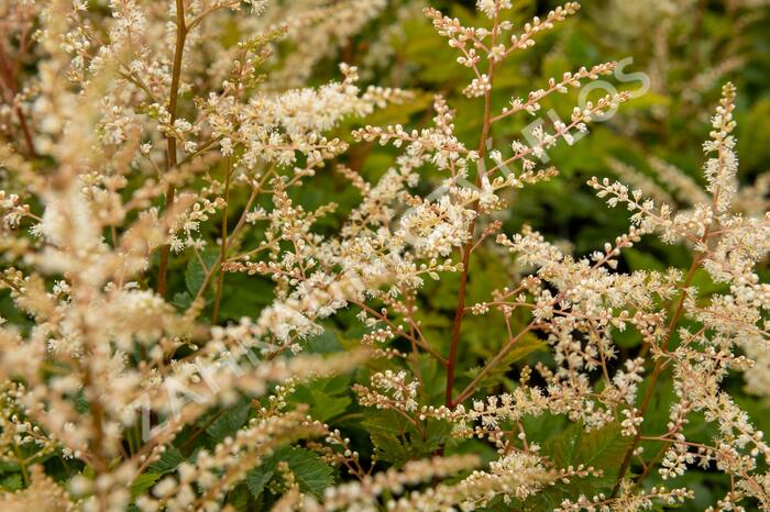 Udatna 'Misty Lace' - Aruncus hybrida 'Misty Lace'