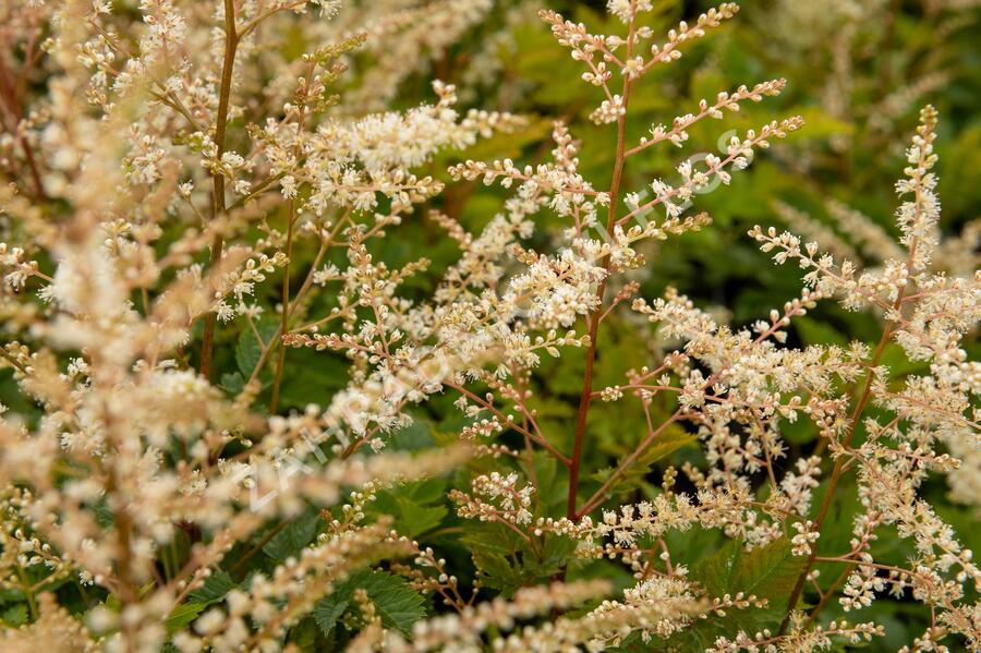 Udatna 'Misty Lace' - Aruncus hybrida 'Misty Lace'