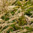 Udatna 'Misty Lace' - Aruncus hybrida 'Misty Lace'