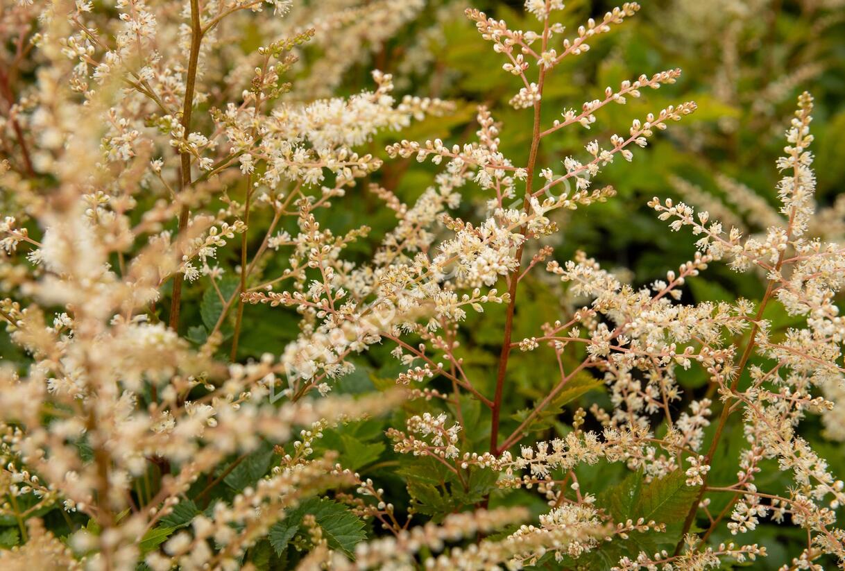 Udatna 'Misty Lace' - Aruncus hybrida 'Misty Lace'