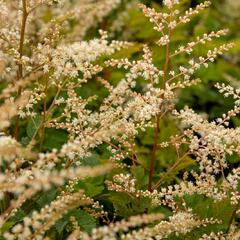Udatna 'Misty Lace' - Aruncus hybrida 'Misty Lace'