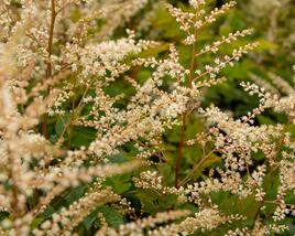 Udatna 'Misty Lace'