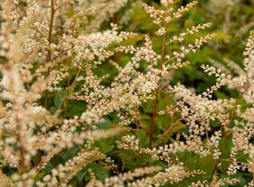 Udatna 'Misty Lace' - Aruncus hybrida 'Misty Lace'