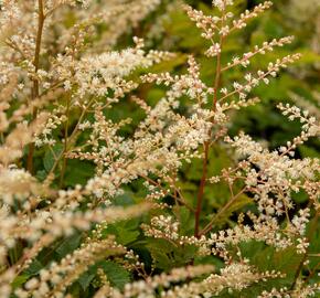 Udatna 'Misty Lace' - Aruncus hybrida 'Misty Lace'