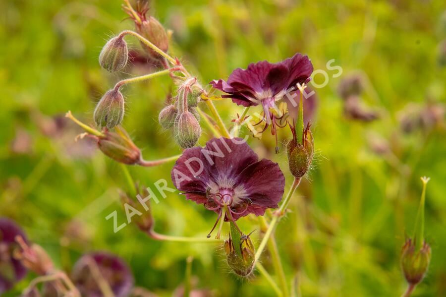 Kakost hnědočervený - Geranium phaeum