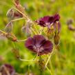 Kakost hnědočervený - Geranium phaeum