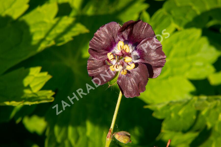 Kakost hnědočervený - Geranium phaeum