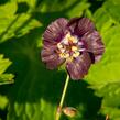 Kakost hnědočervený - Geranium phaeum