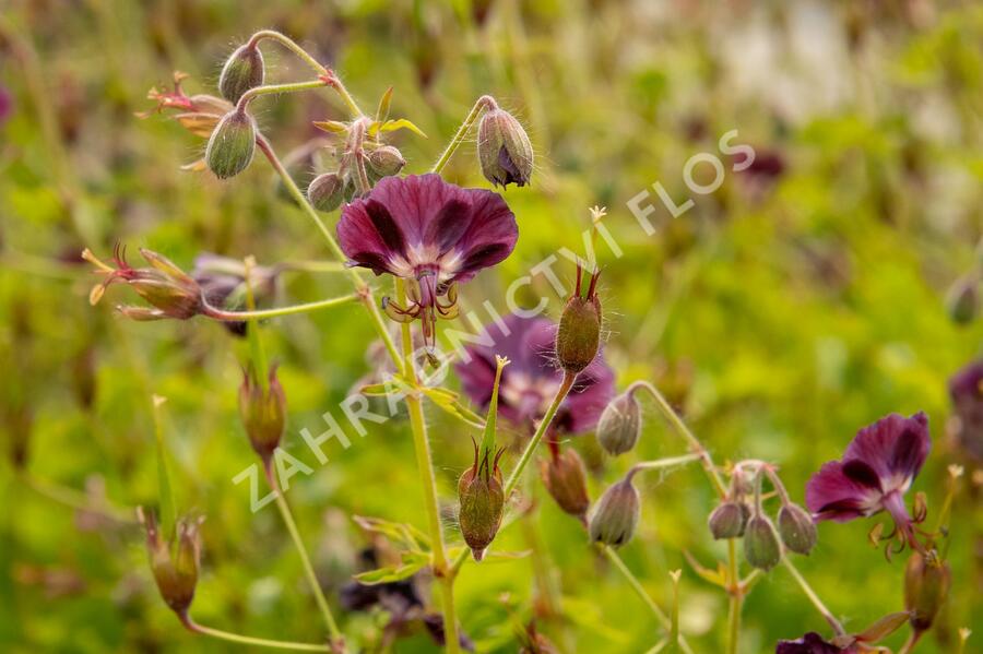 Kakost hnědočervený - Geranium phaeum