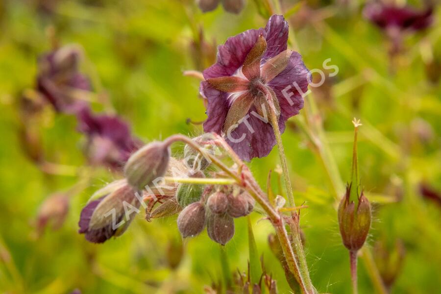 Kakost hnědočervený - Geranium phaeum