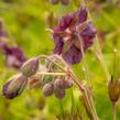 Kakost hnědočervený - Geranium phaeum