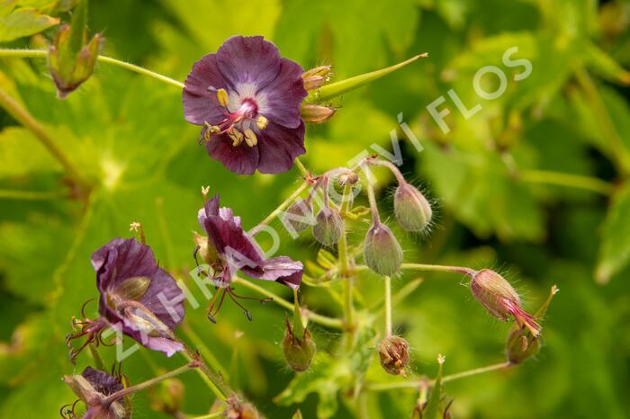 Kakost hnědočervený - Geranium phaeum
