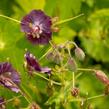 Kakost hnědočervený - Geranium phaeum