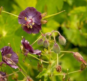 Kakost hnědočervený - Geranium phaeum